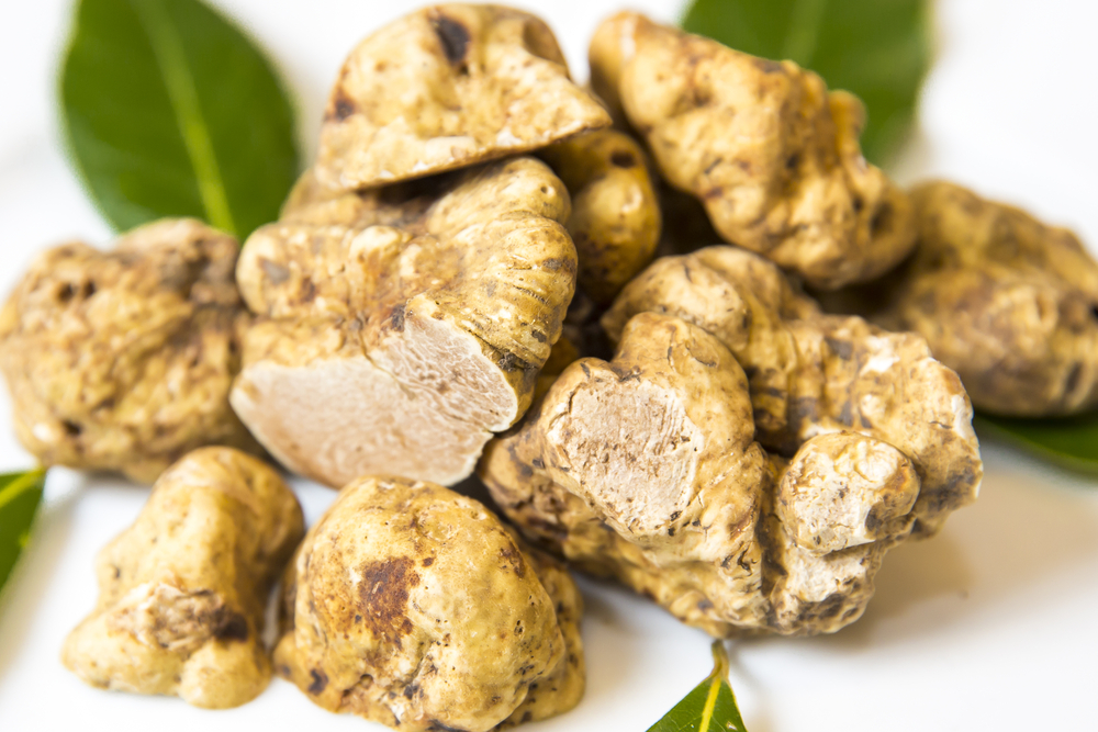 White Truffles on white