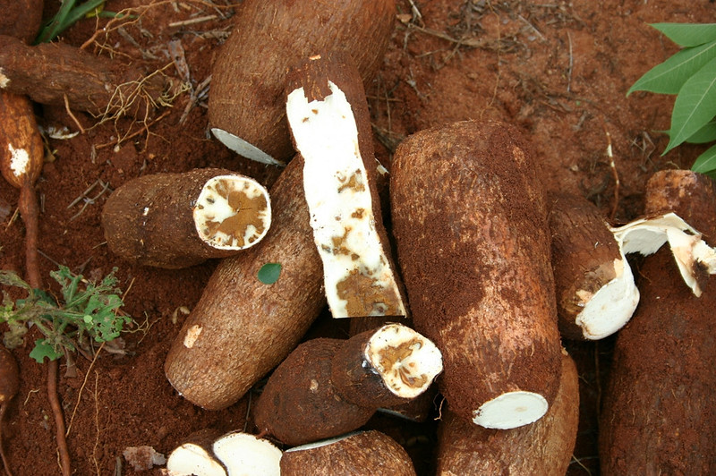 image of Tapioca roots