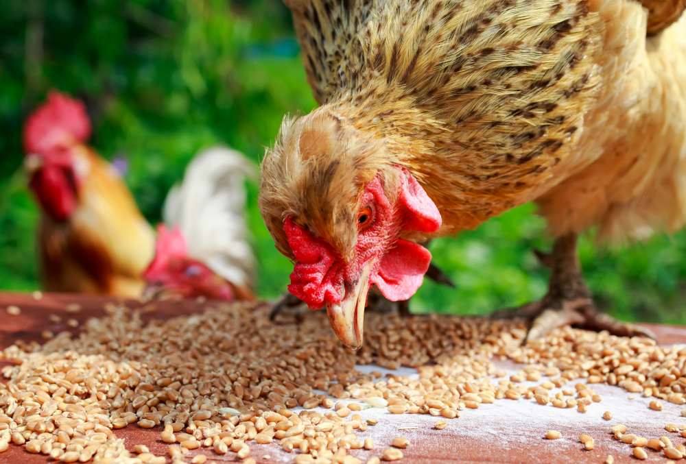 chicken pecks Golden wheat