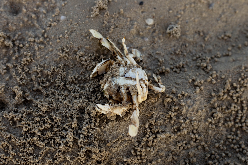 image of a dead crab