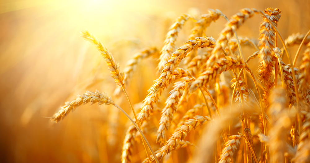 image of Wheat field