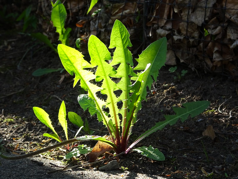 Close-up Photo of Dandelion Leaves