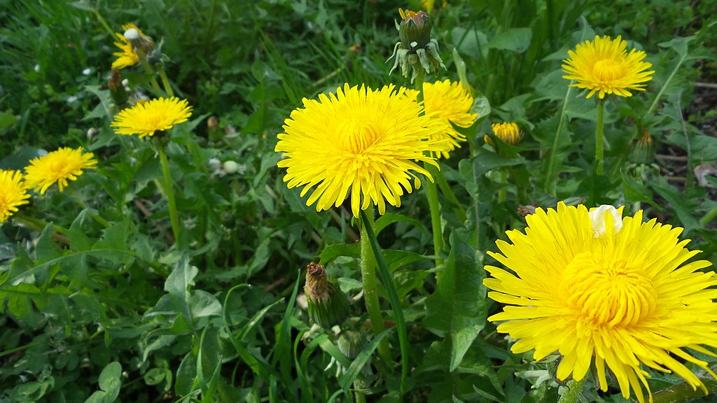 Close-up Photo of Yellow Dandelion Flower Heads