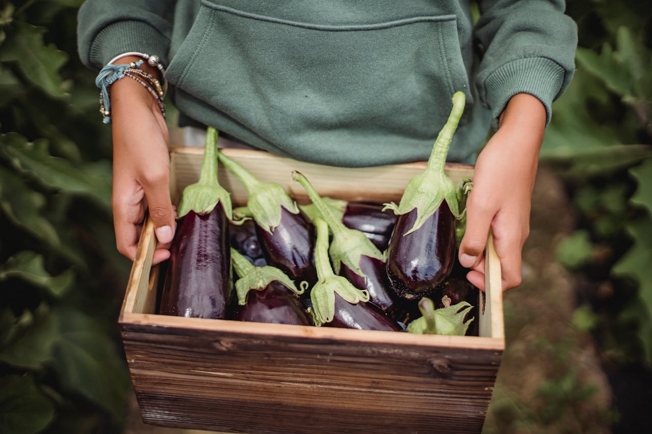 Crop harvester with fresh eggplants in box