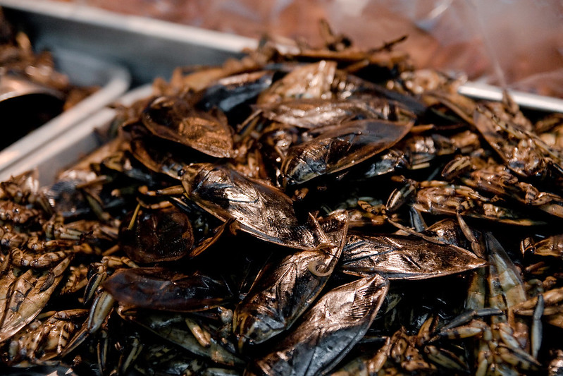 fried insecets for eating