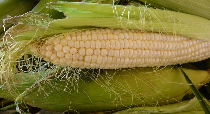 Close Up Photo of Corn Cobs