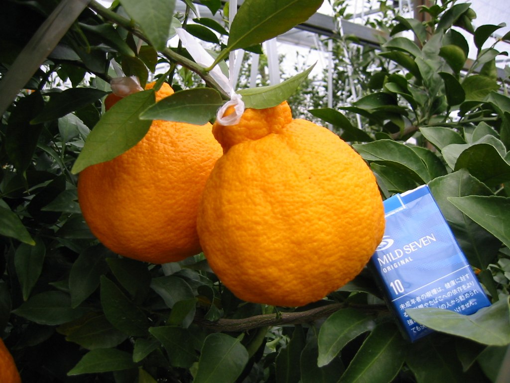 Dekopon Citrus