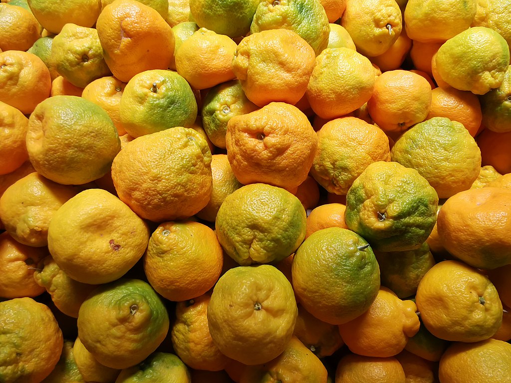 Dekopon Citrus