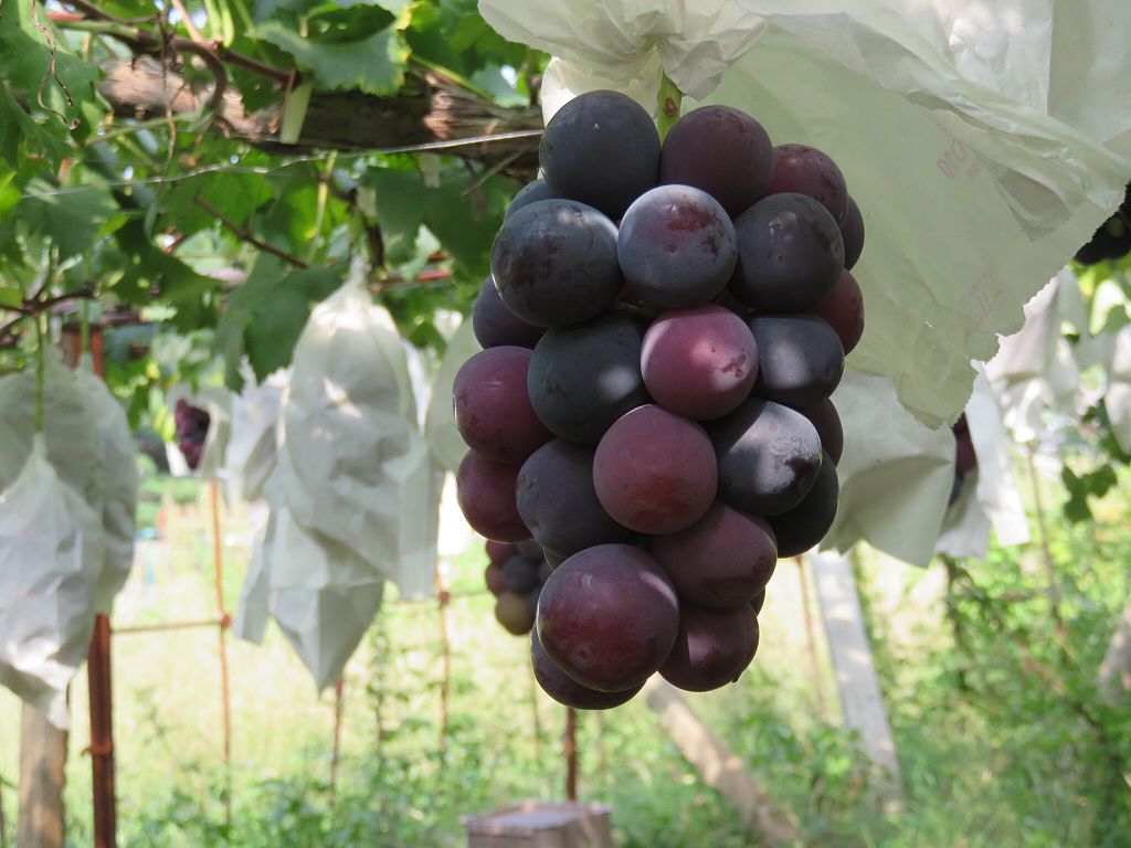 Pione Grapes