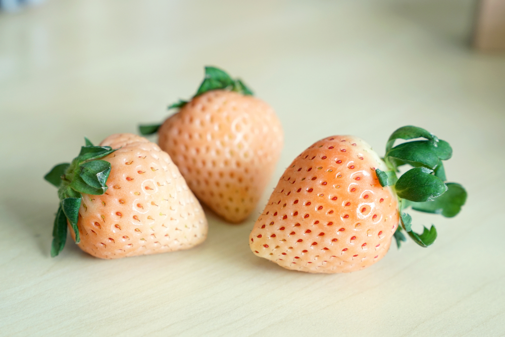 Japan fresh white strawberries