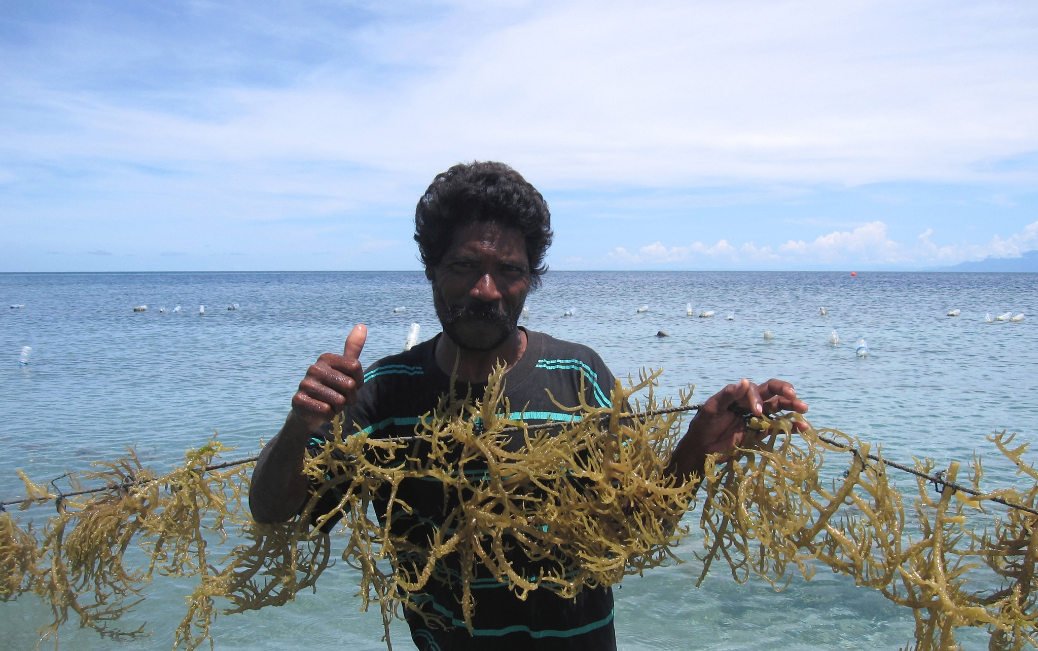 A farmer with seaweed in its culture site in Atauro Island.