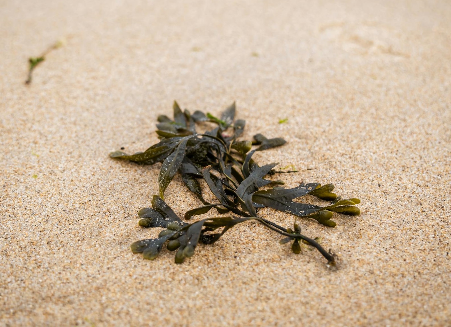 Close-Up Shot of a Seaweed on the Beach