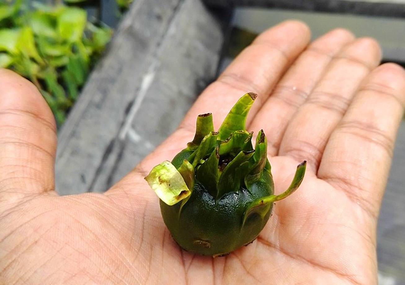 Water Lily Fruit in hand.