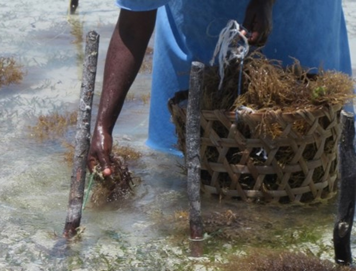 Seaweed Farmer, Zanzibar, Tanzania