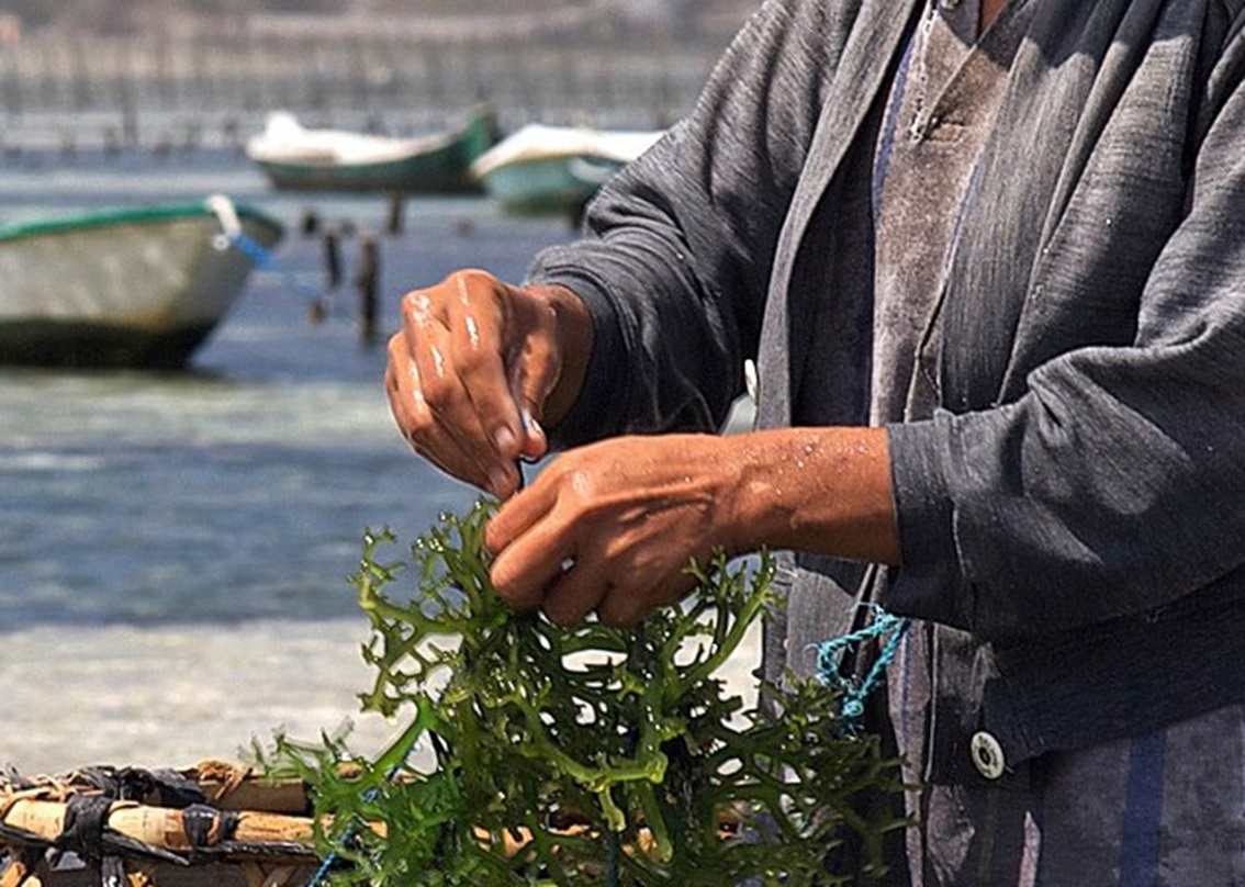 Seaweed Farming -Nusa Lembongan, Bali