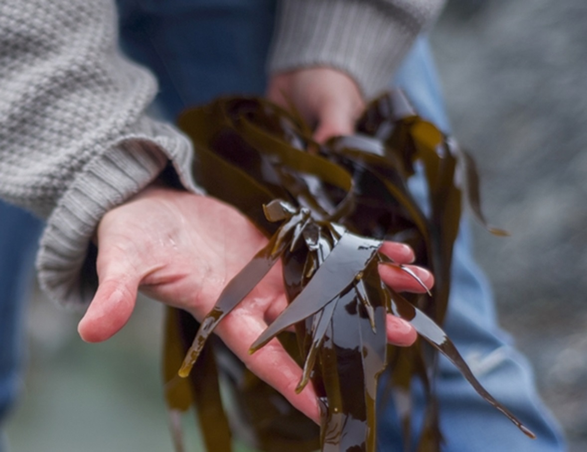 freshly foraged seaweed from an English beach (kelp oarweed)