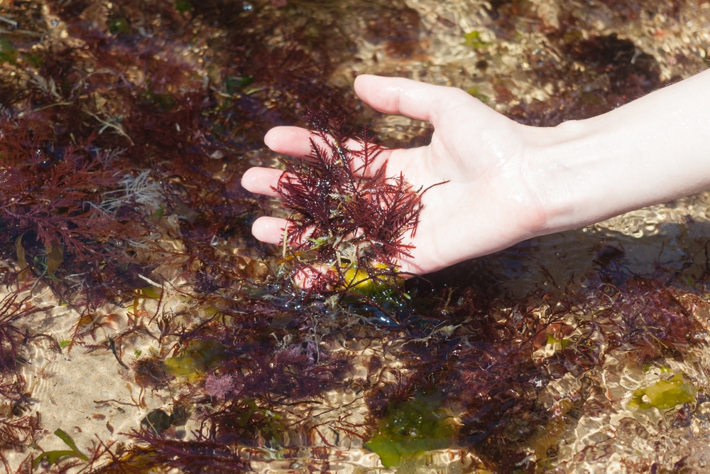 Brown algae on the palm against the background of water.