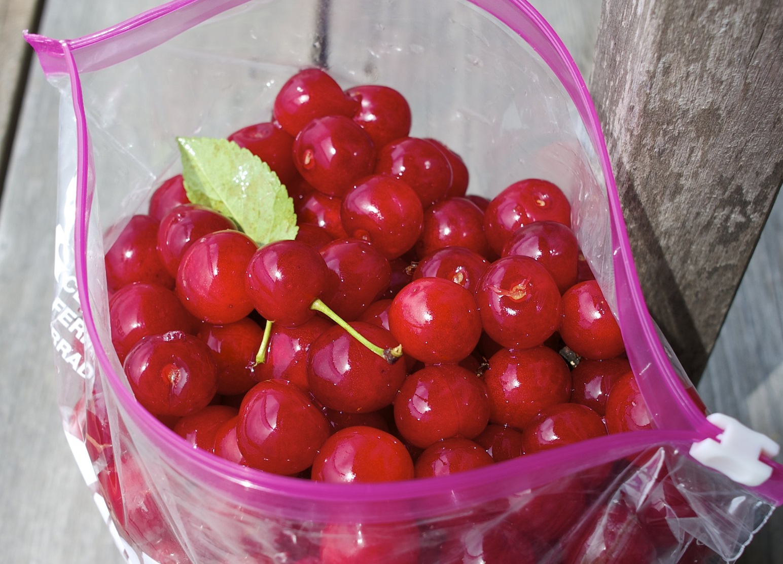 A bag of freshly picked Montmorency cherries.