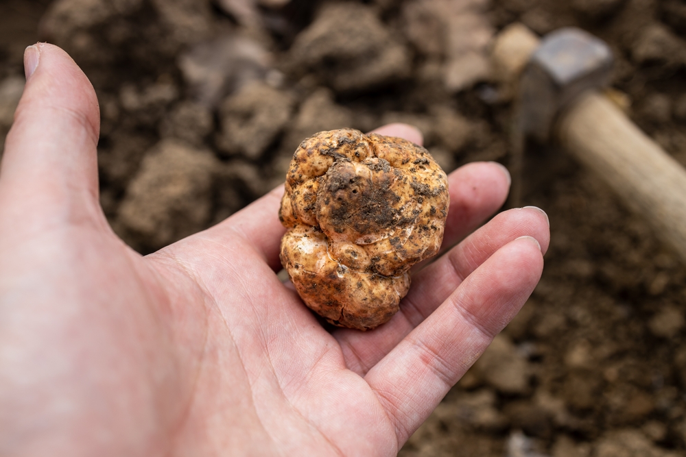 Close Up Photo of Man showing a black truffle