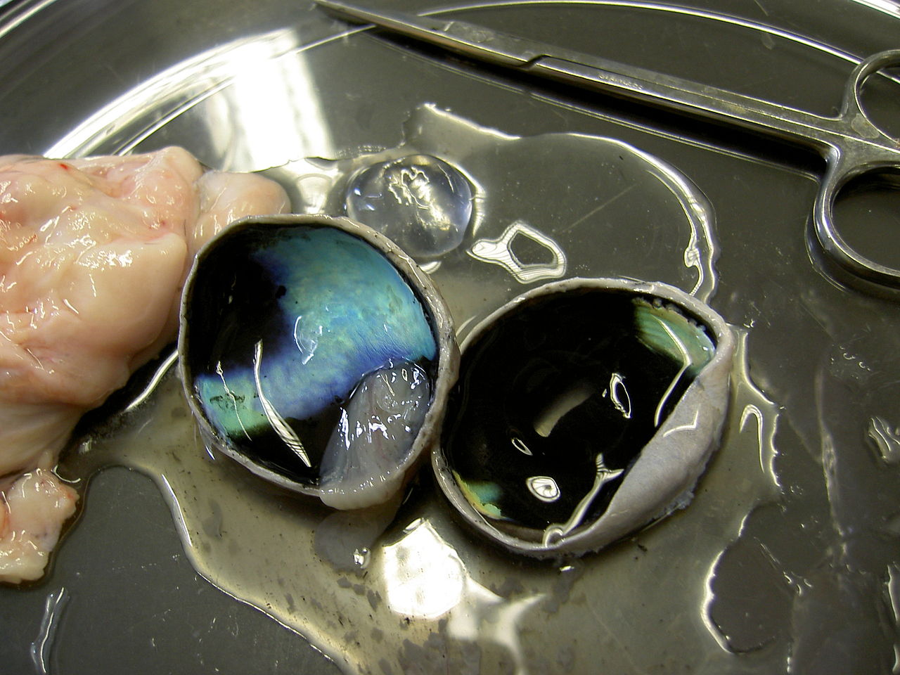 Calf-Eye-Dissection-Far-2005