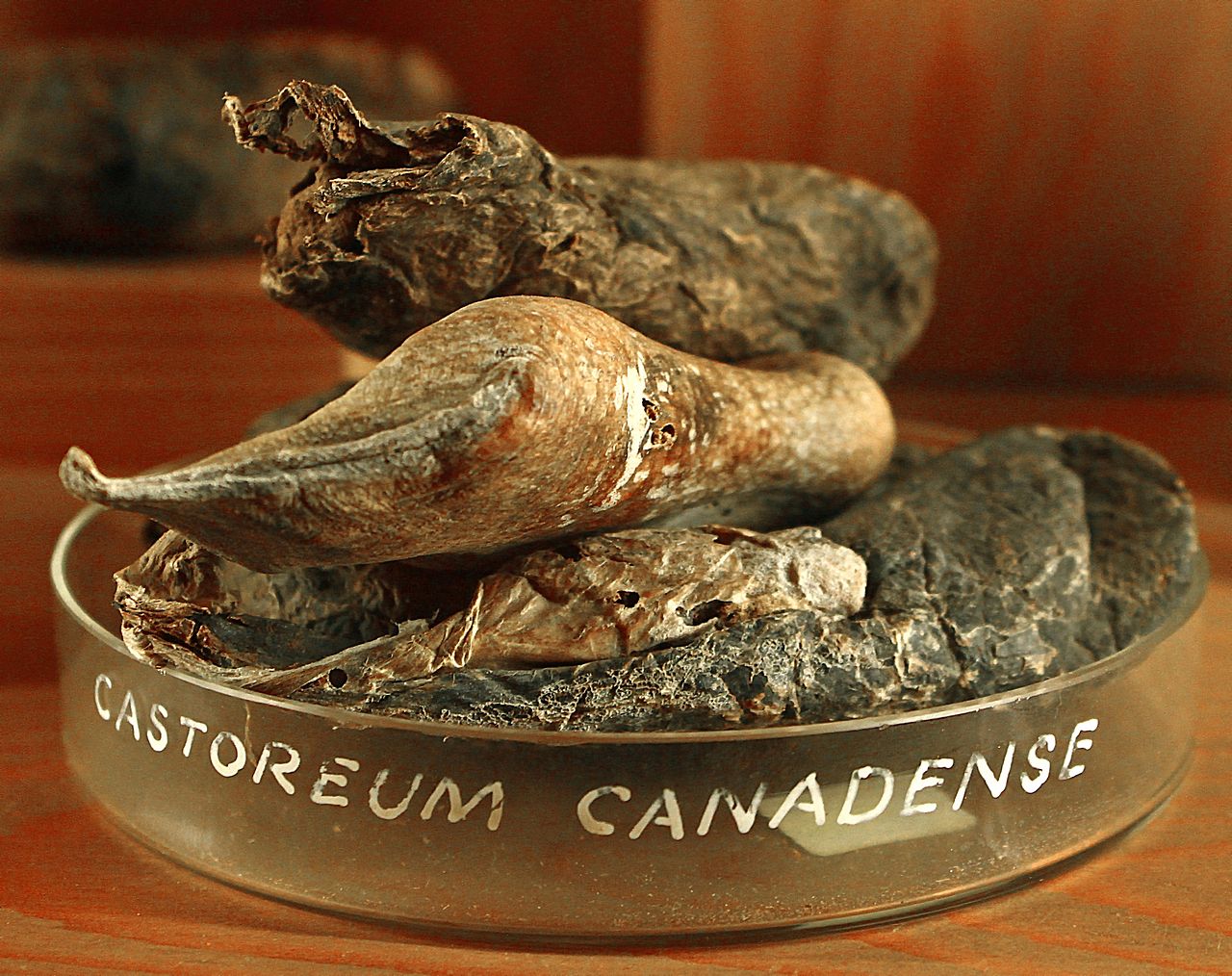 Castoreum