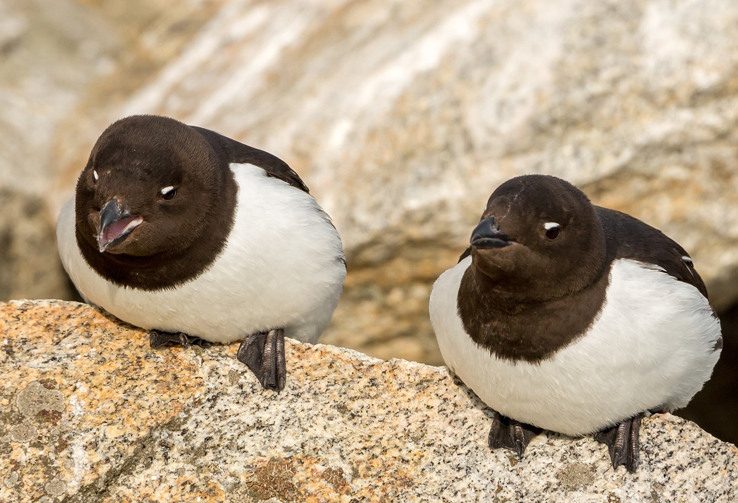 Little auks (Alle alle) are the smallest auks on Svalbard - 2015