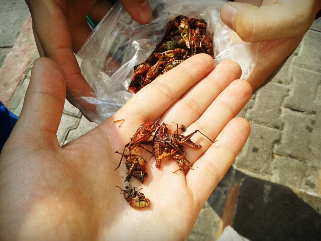 Colored chapulines for human consumption in a man's hand.