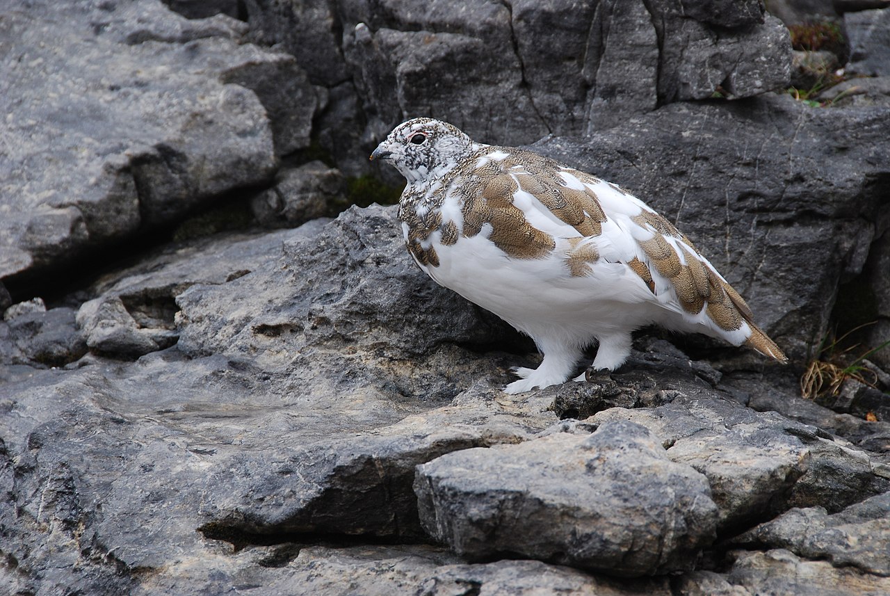 White-Talied Ptarmigan On Castle Mountain