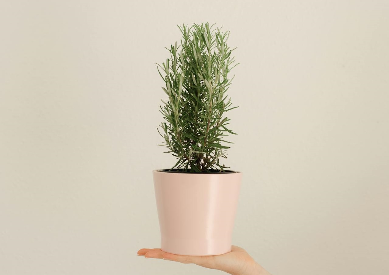Woman Hand Holding Plant