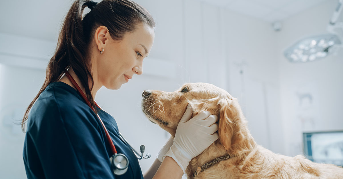 Beautiful Female Veterinarian Petting a Noble Golden Retriever Dog. Healthy Pet on a Check Up Visit in Modern Veterinary Clinic with Happy Caring Doctor