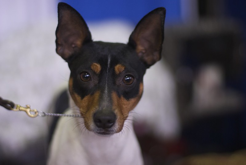 image of Rat Terrier