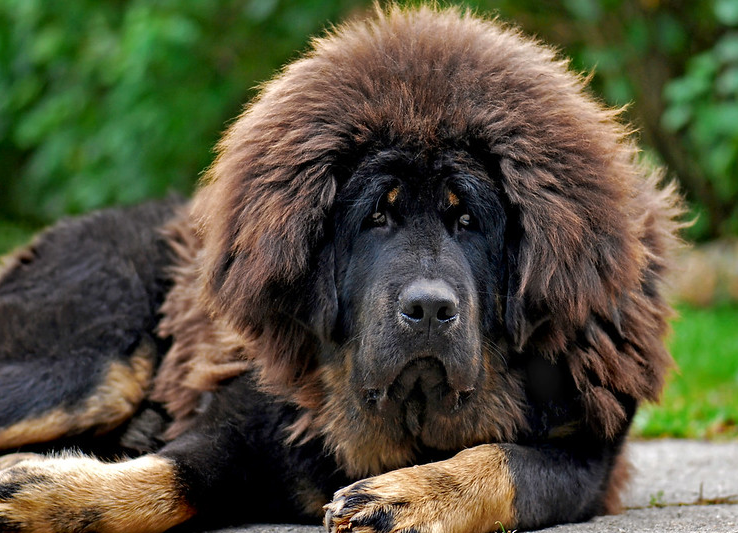 image of Tibetan mastiff laying
