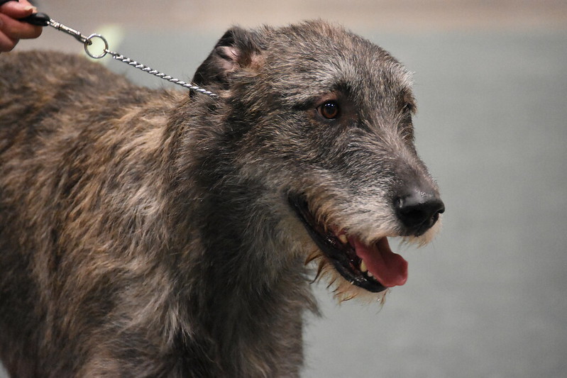 image of Irish Wolfhound dog