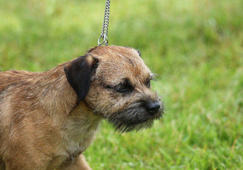 image of A Border Terrier