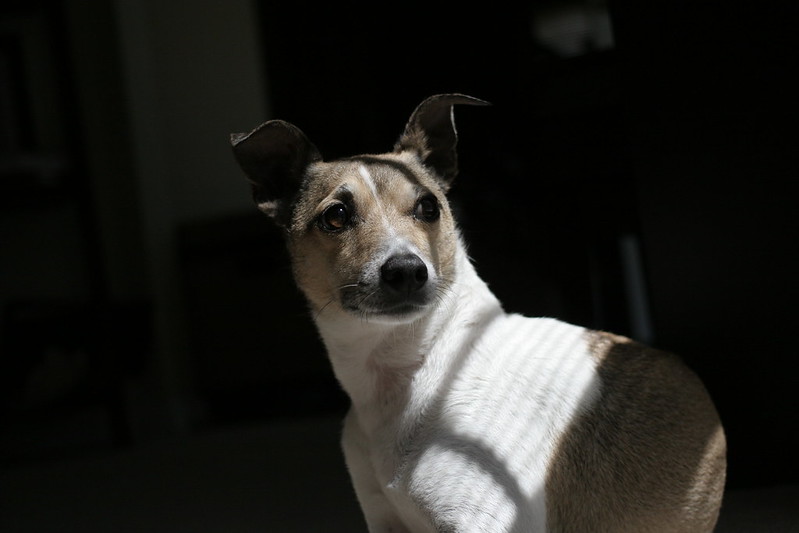 Portrait image of Rat Terrier