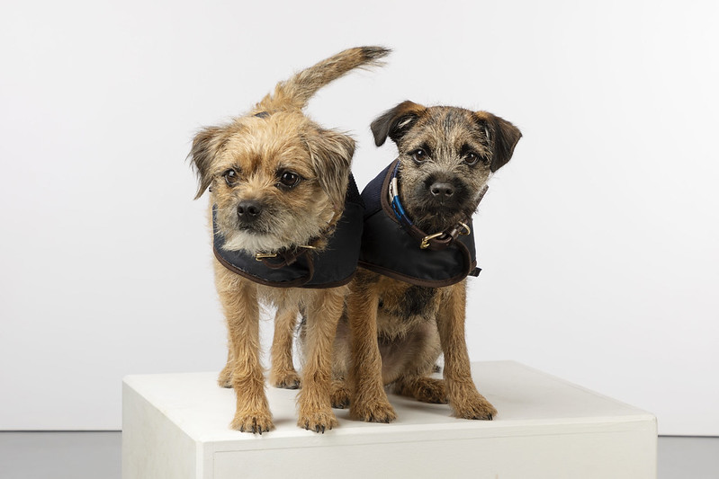 image of Two Border Terriers