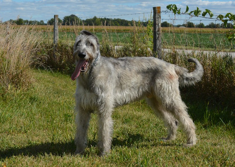 image of Irish Wolfhound standing