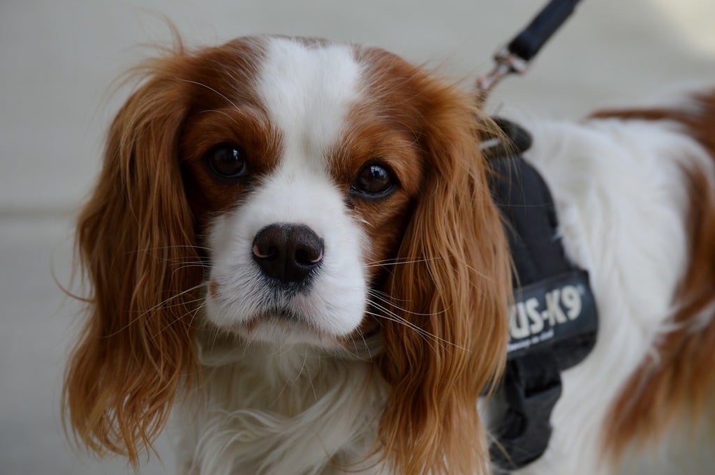 A brown and white dog wearing a harness