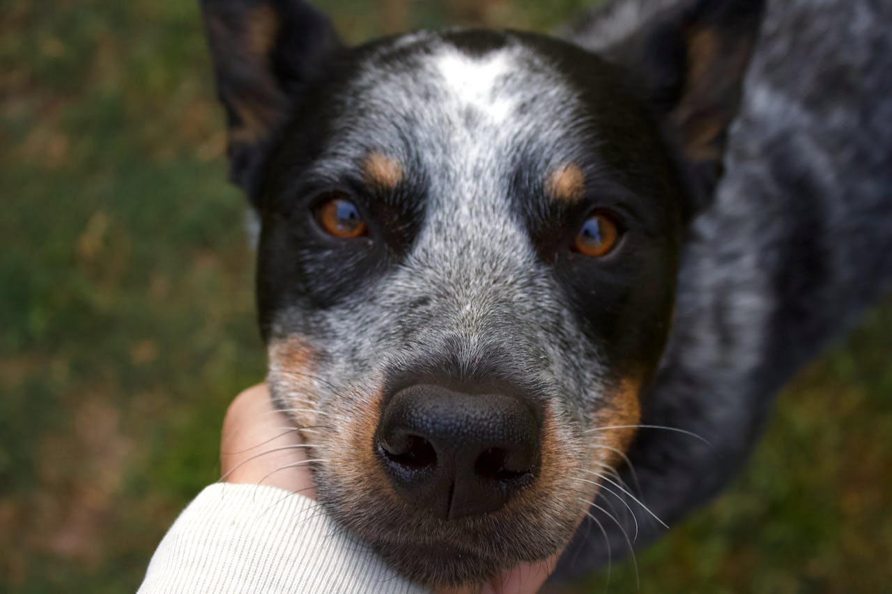 Close-Up Shot of an Australian Cattle Dog