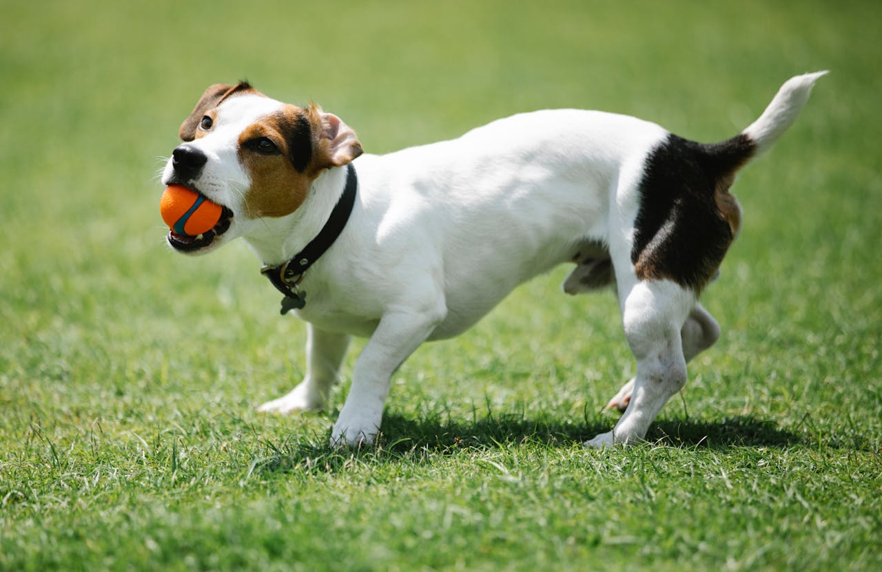 Jack Russel Terrier with ball in mouth