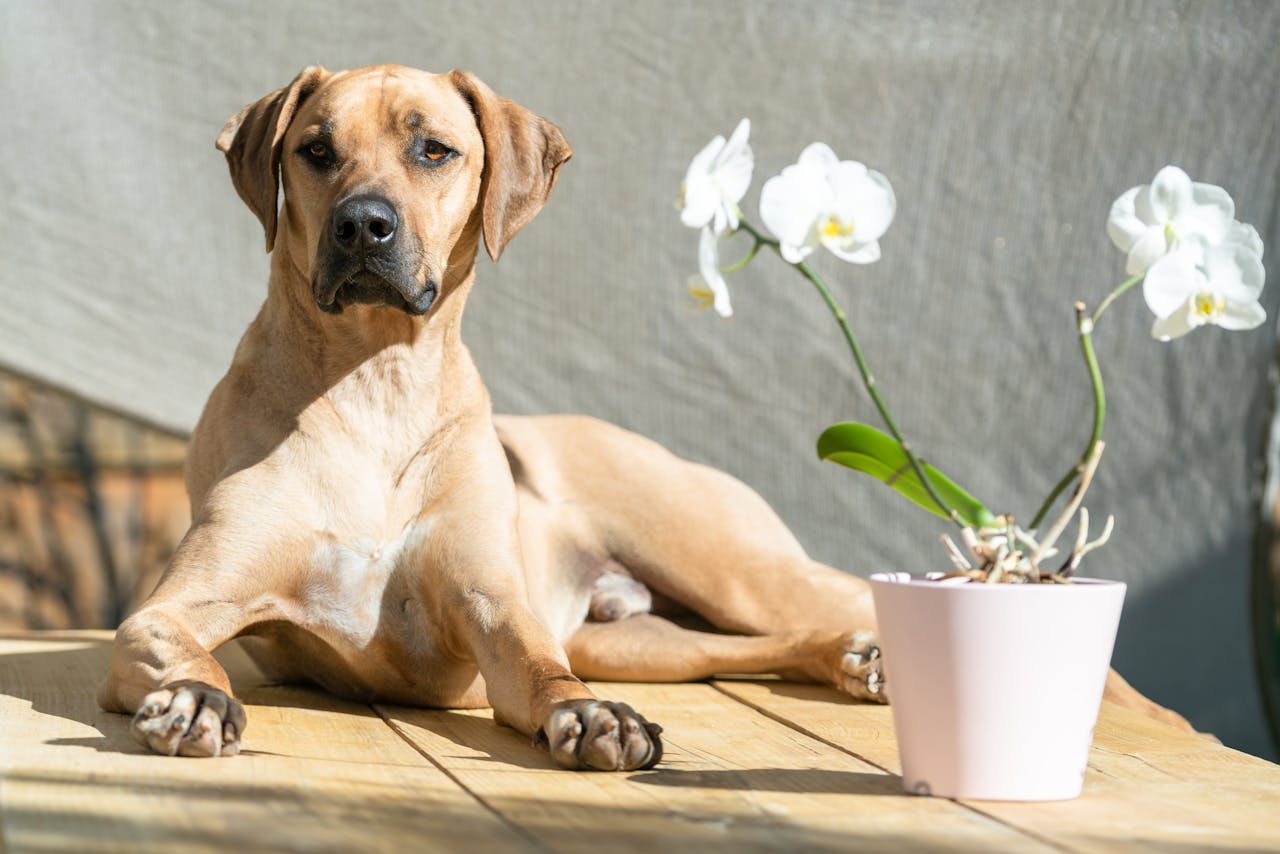 A Dog sitting on a Wooden Table