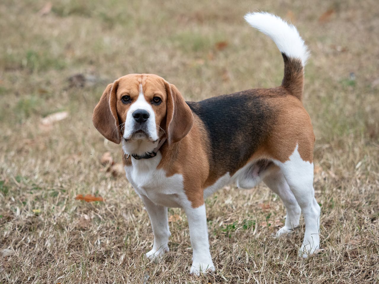 image of Beagle on Grass