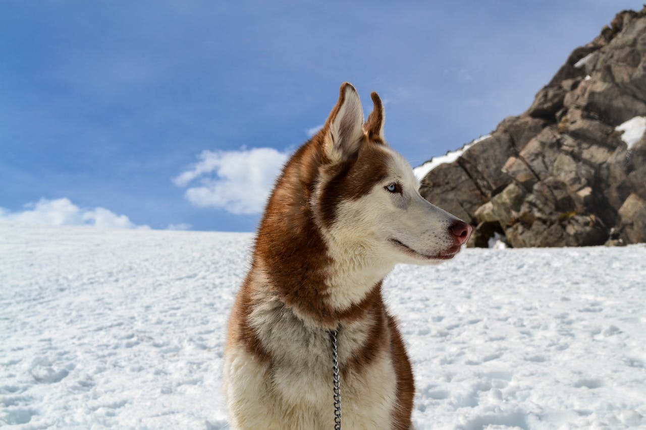 Portrait image of Brown and White Husky