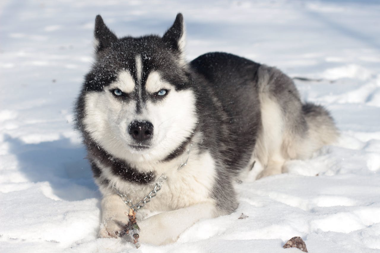 Siberian Husky Lying On the Snow