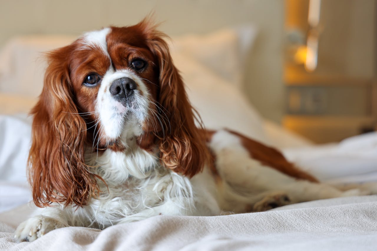 Photo of a Cavalier King Charles Spaniel Dog
