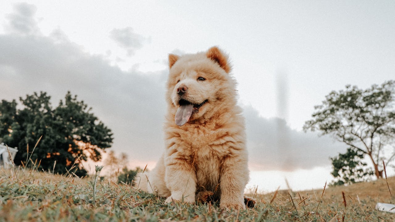 Brown Dog on Brown Grass