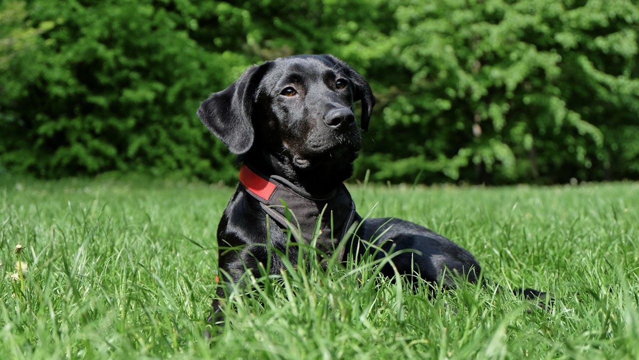 Black Labrador Retriever Lying on Grasse