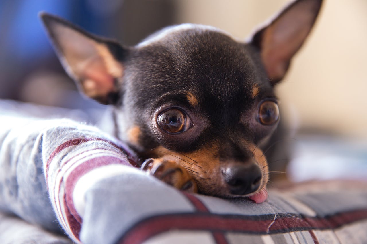 image of chihuahua laying