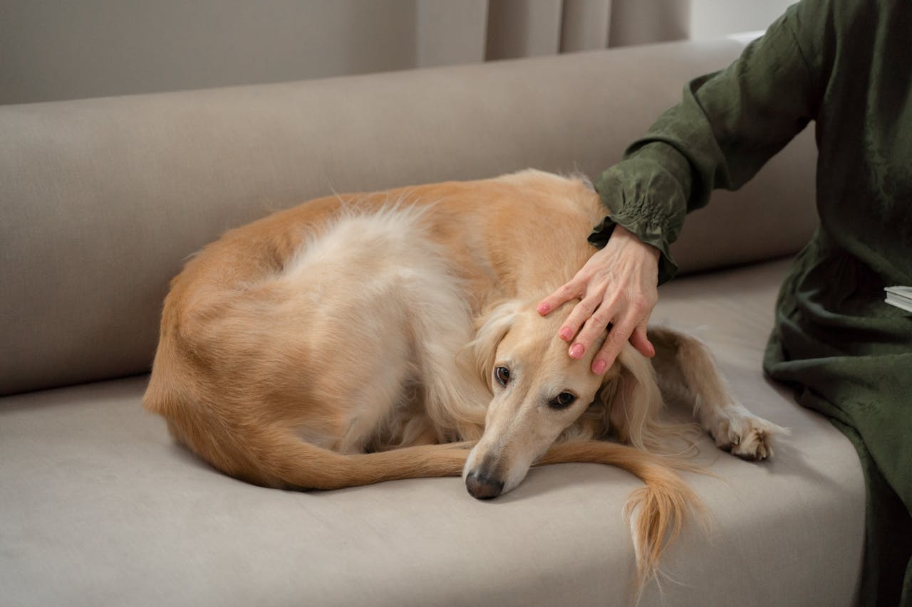 Woman Hand Petting Greyhound Dog