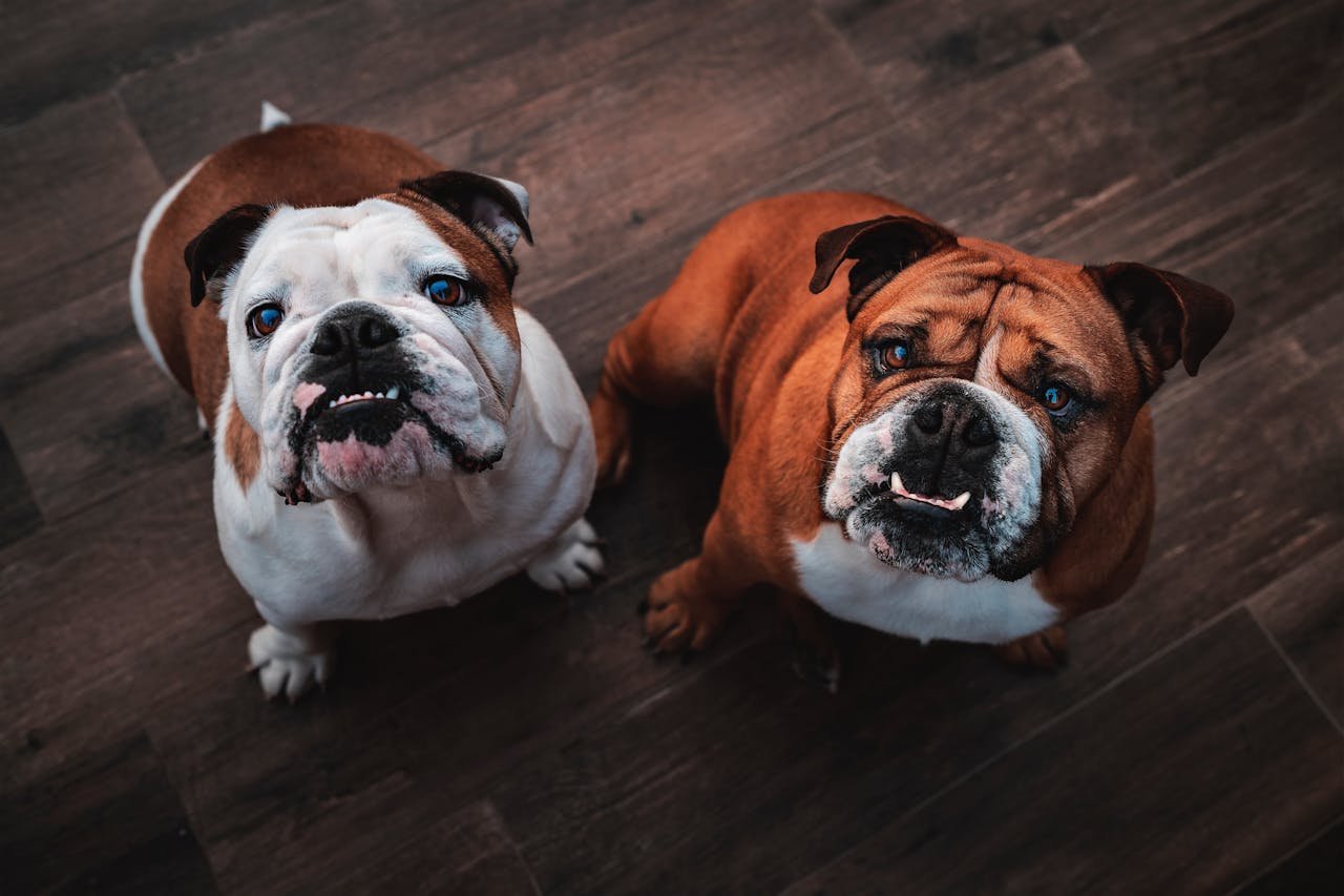image of Cute English Bulldogs